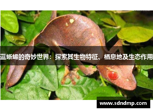 蓝蜥蜴的奇妙世界：探索其生物特征、栖息地及生态作用
